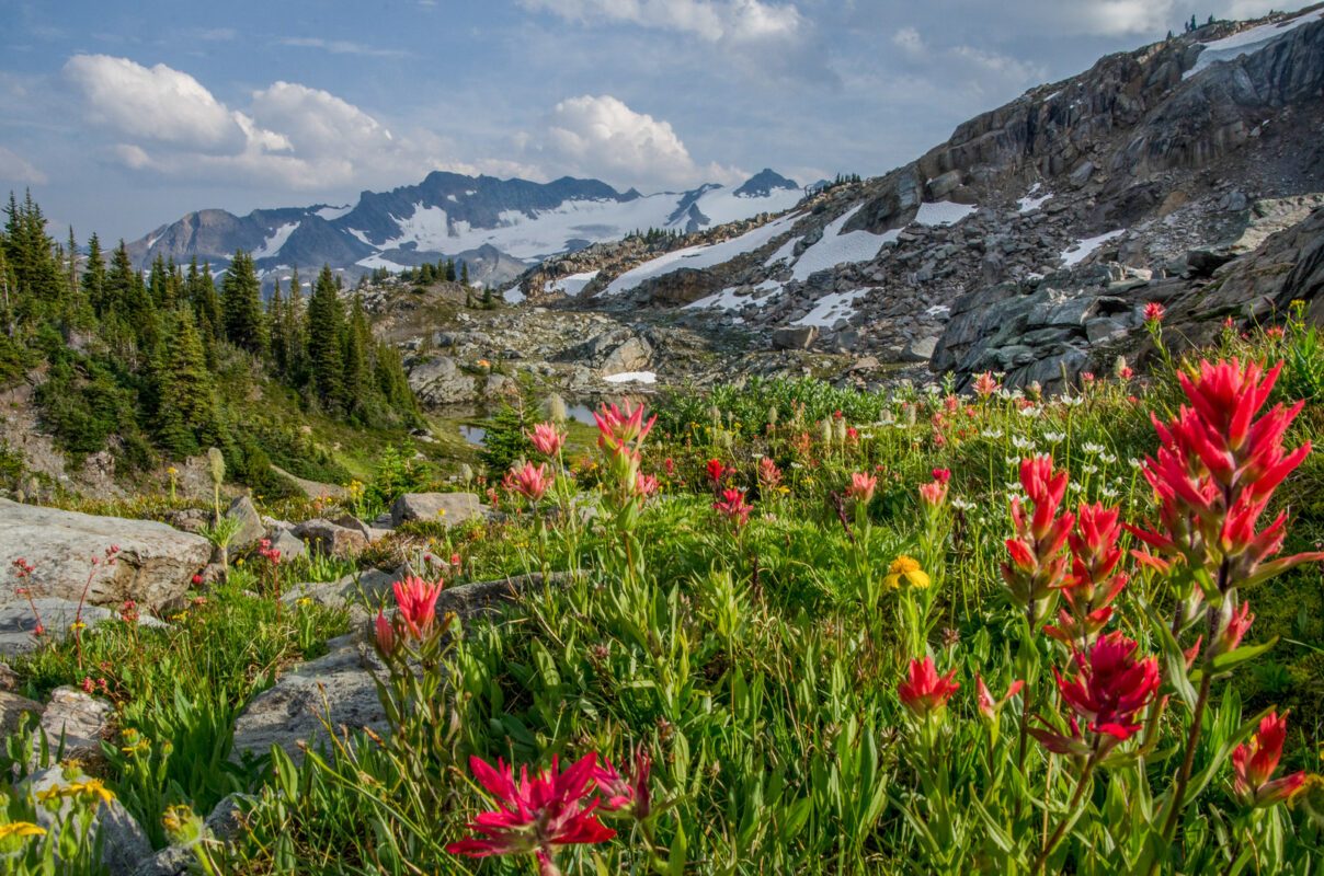 A field of flowers in the mountains with snow capped peaks.