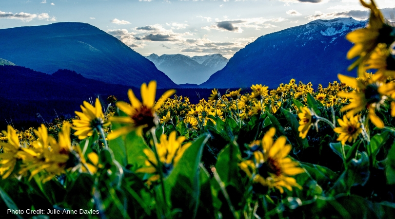 A field of yellow flowers in front of mountains.